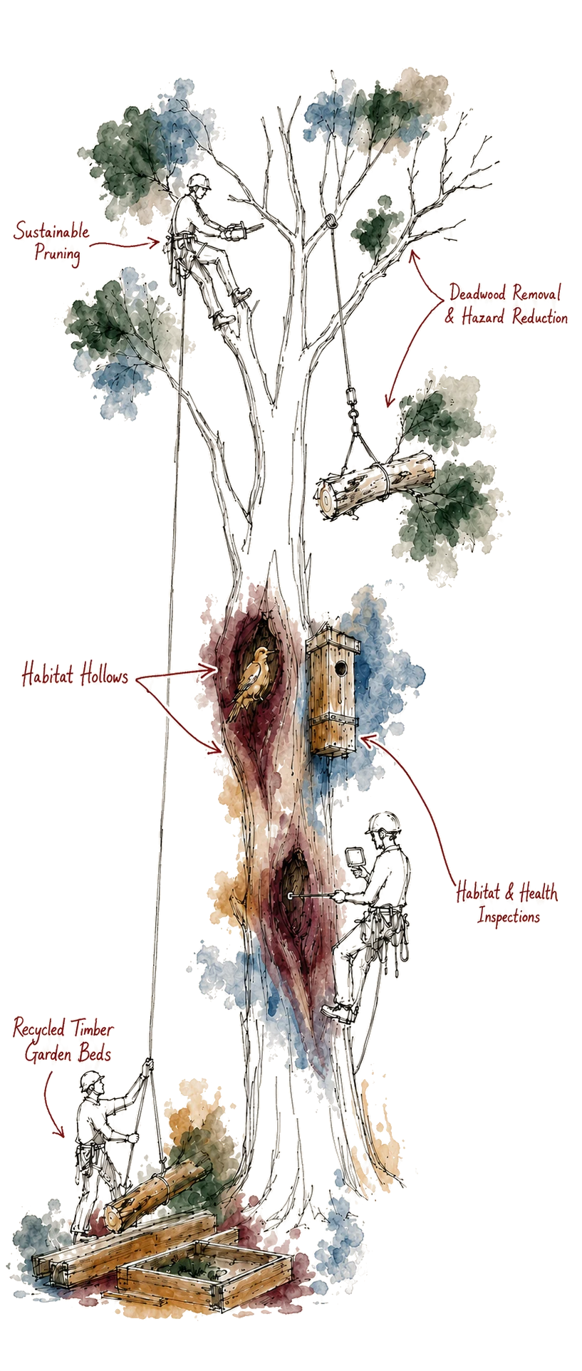 Hand-drawn field sketch of an arborist working through a tall eucalypt: pruning in the canopy, lowering a dead limb, habitat hollows with a native bird and an installed timber nest box, an endoscope inspection of a cavity, and salvaged timber garden beds at the base.
