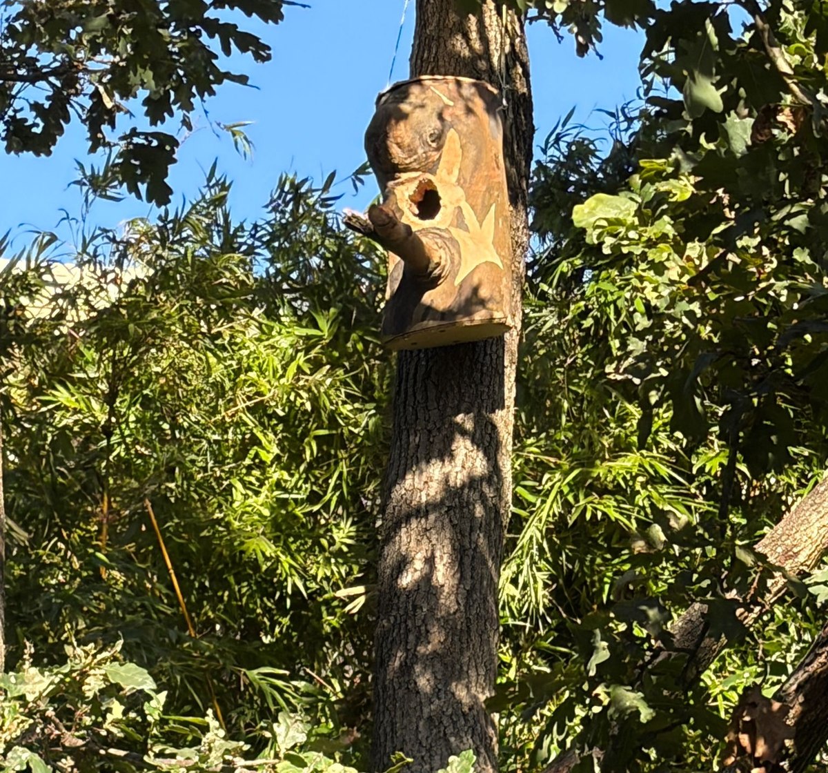 A carved and painted habitat hollow mounted high on a tree trunk, its entrance already in use.