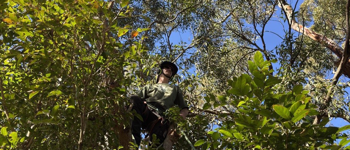 An arborist small in the canopy of a large tree, seen from the ground.