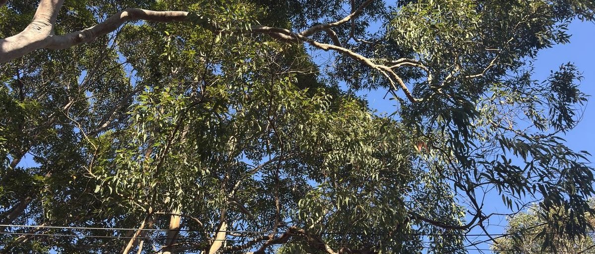 Looking up through a eucalypt canopy against a clear blue sky.