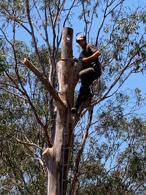 An arborist high in a eucalypt, chainsaw in hand, carving a habitat hollow into the standing trunk.