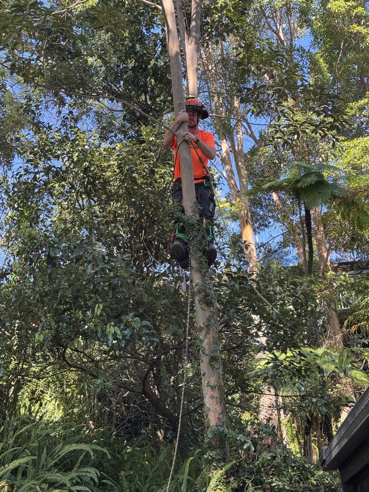 Finley high on a trunk, inspecting the tree from a climbing line.