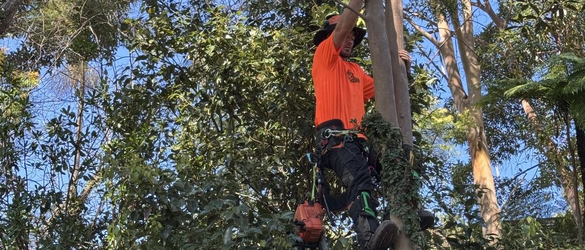 Finley working on a trunk with a chainsaw, rigging line running to the ground.