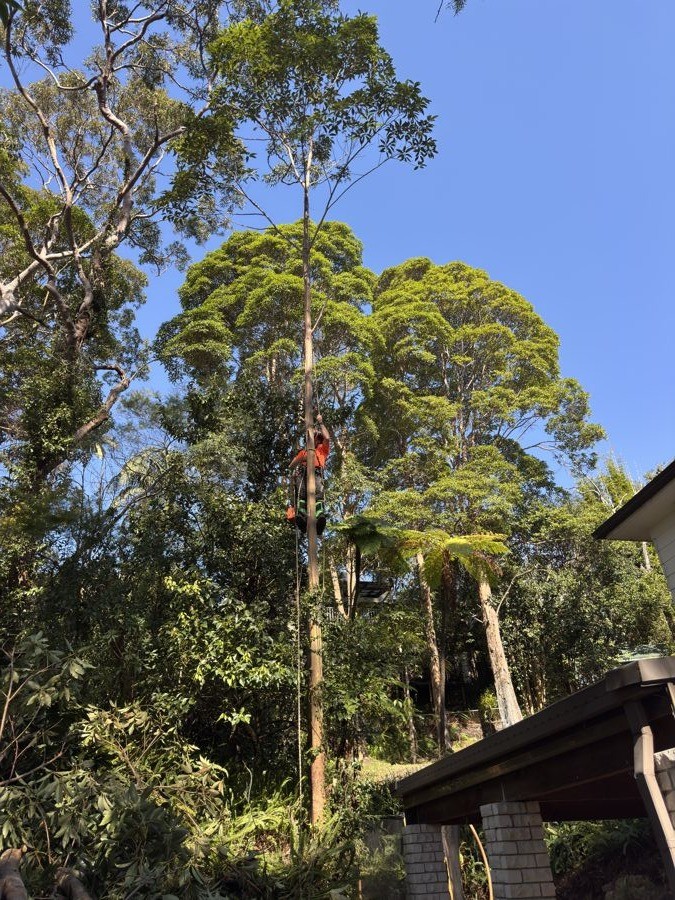 Finley climbing high in a mature gum towering over a suburban house roof.