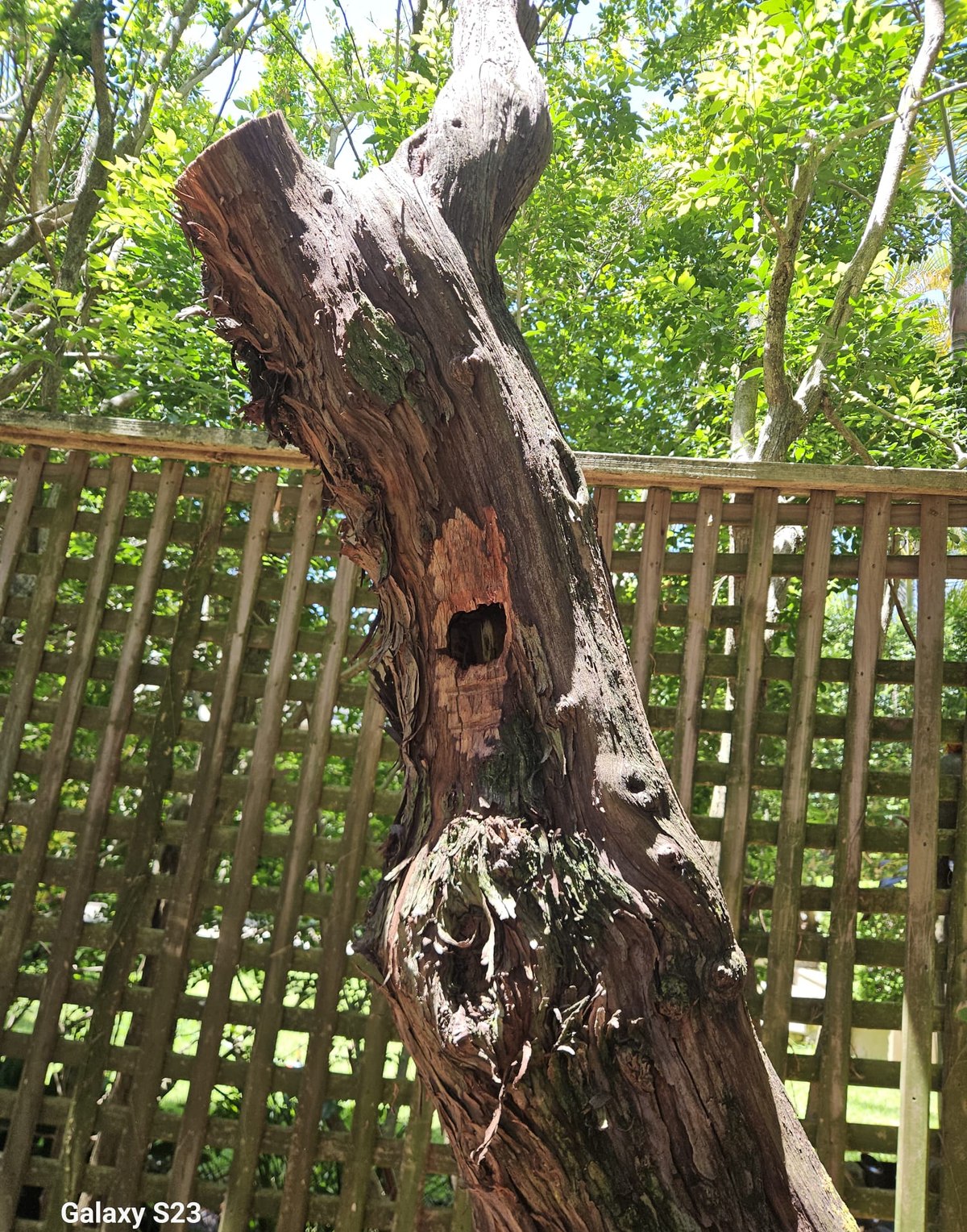 A weathered standing snag with a natural cavity, against a lattice fence.