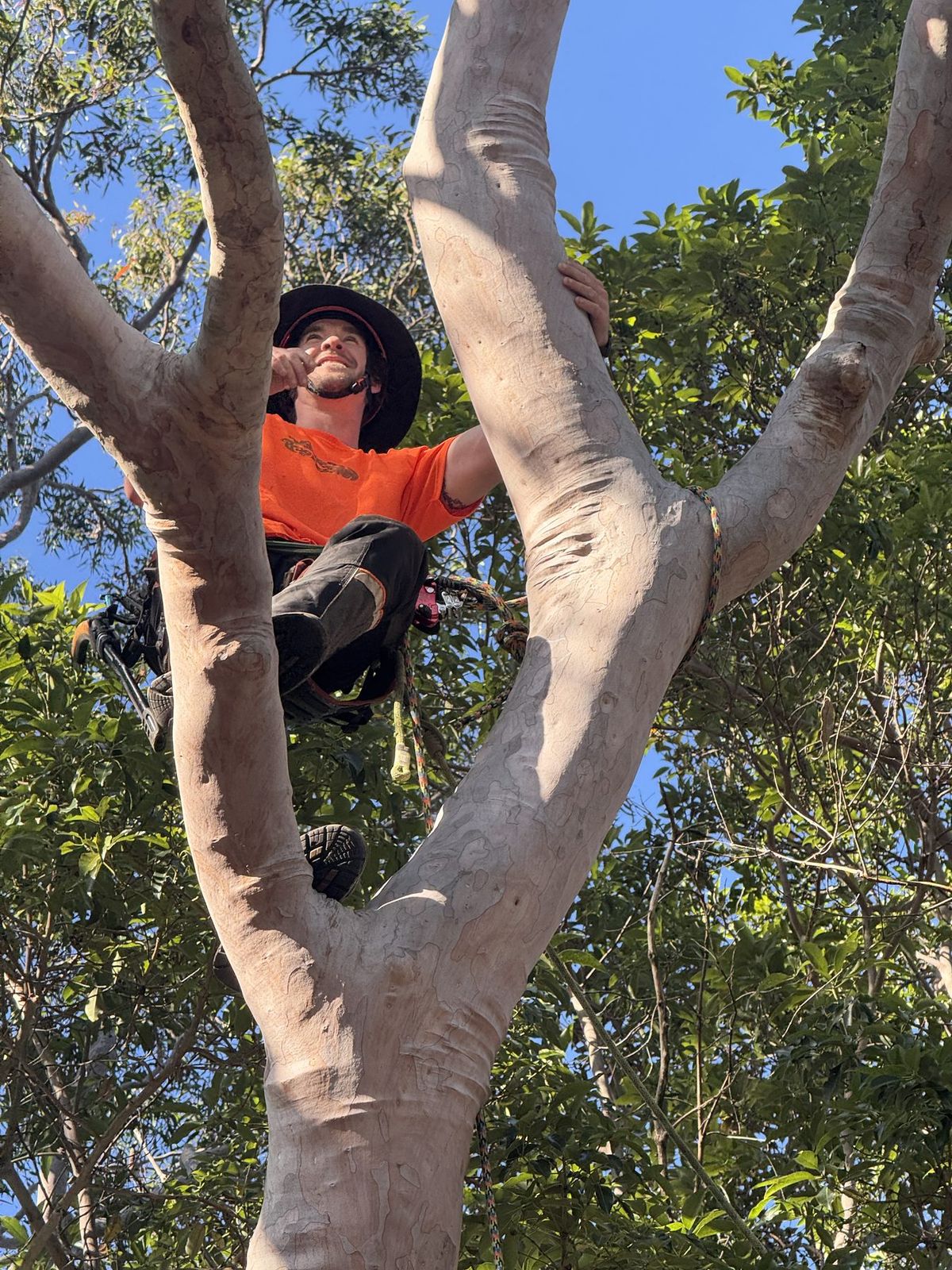 Finley climbing in the fork of a smooth-barked gum, looking down at the camera through the canopy.