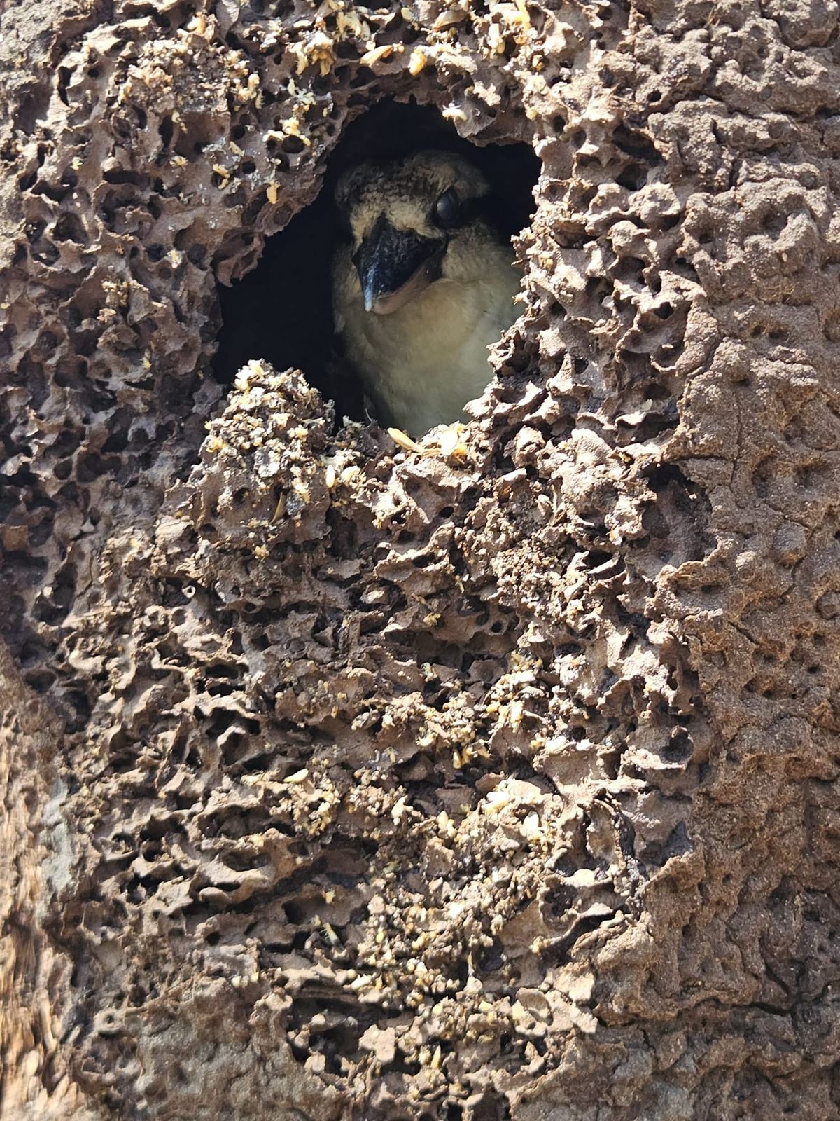 A native bird peering out of a natural hollow in a textured tree trunk.