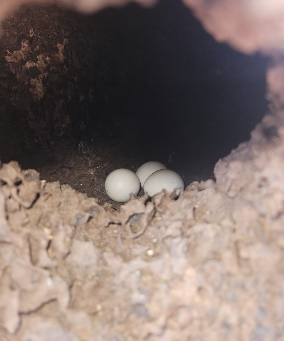 Three pale eggs resting inside a dark tree hollow.