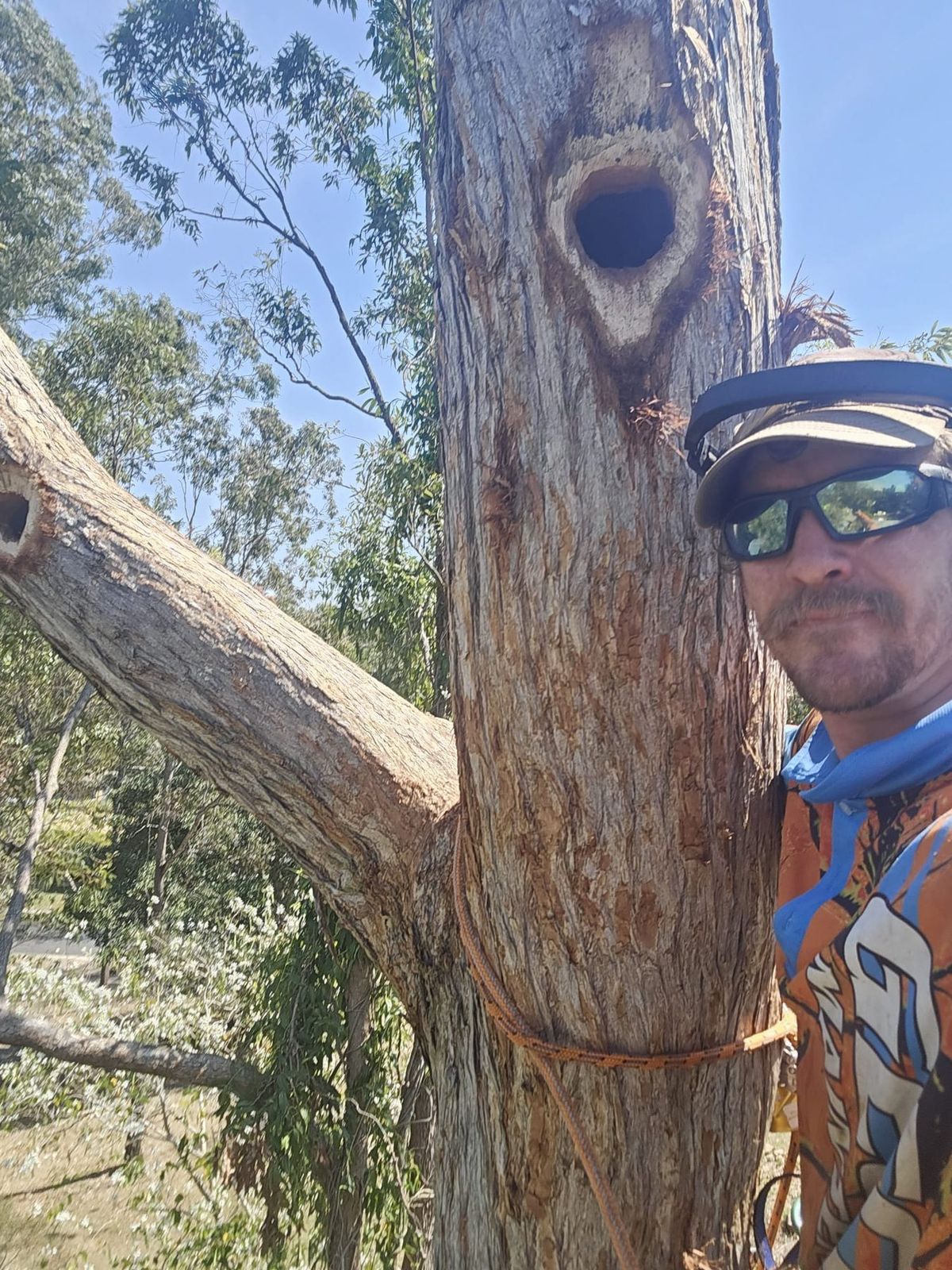 Finley beside a carved habitat hollow in a standing trunk.