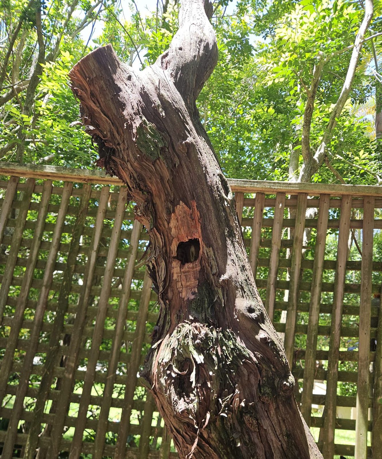 A carved salvaged-timber habitat hollow installed upright beside a garden fence.