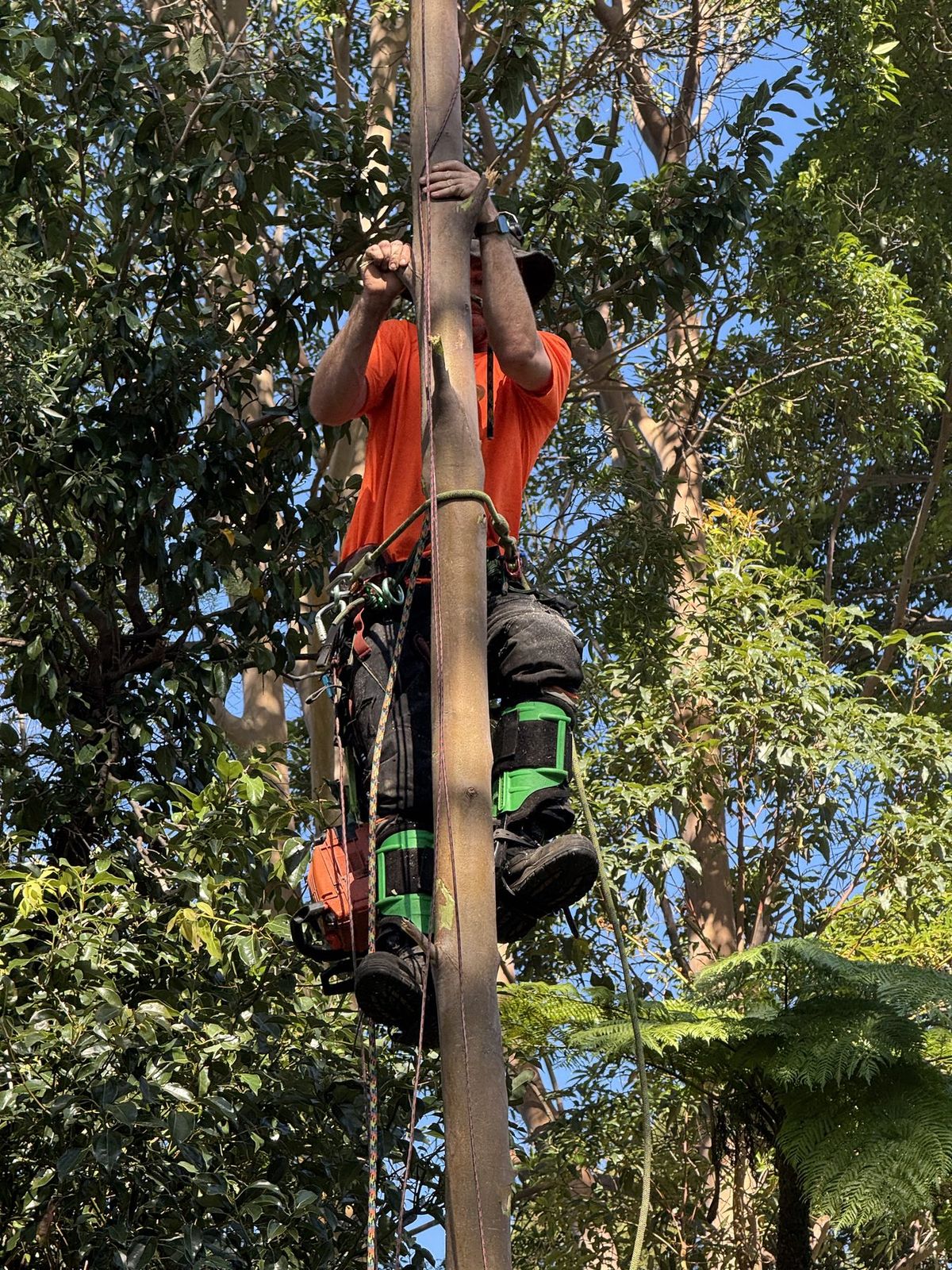 Finley climbing a tall straight trunk on rope, saw clipped to his harness.